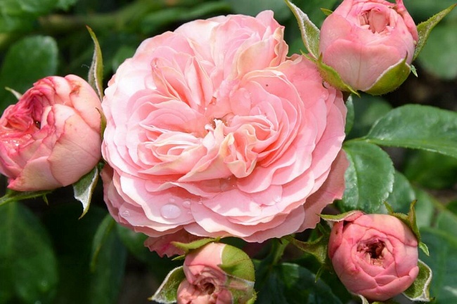 Роза спрей Лавли Рококо